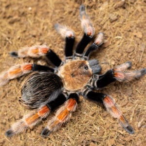 Brachypelma boehmei (Mexican Fireleg)
