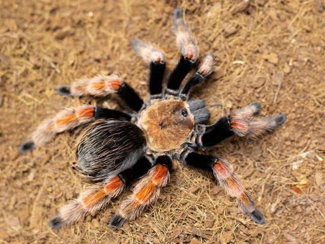 Brachypelma boehmei (Mexican Fireleg)