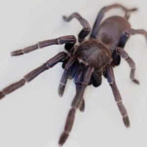 Chilobrachys dyscolus (sp Cambodia Blue)