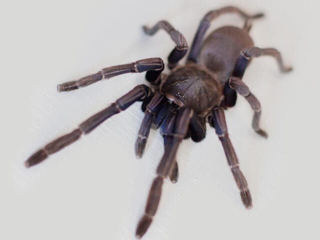 Chilobrachys dyscolus (sp Cambodia Blue)