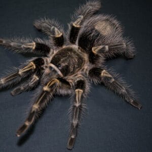 Grammostola pulchripes (Chaco Golden Knee)