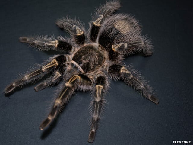 Grammostola pulchripes (Chaco Golden Knee)