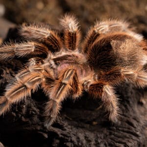 Grammostola rosea RCF (Chilean Rose Red Colour Form)