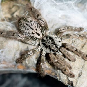 Heteroscodra maculata (Togo Starburst Baboon)
