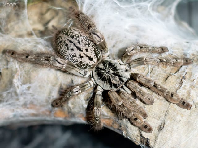 Heteroscodra maculata (Togo Starburst Baboon)