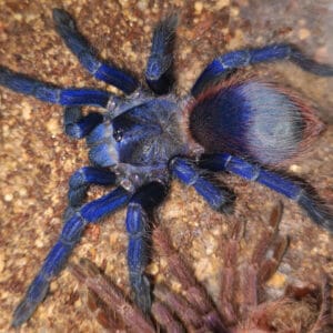 Lasiocyano sazimai (Brazilian Blue)