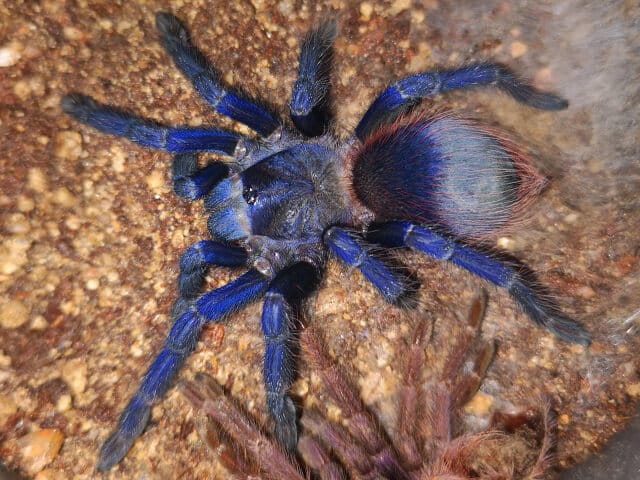 Lasiocyano sazimai (Brazilian Blue)