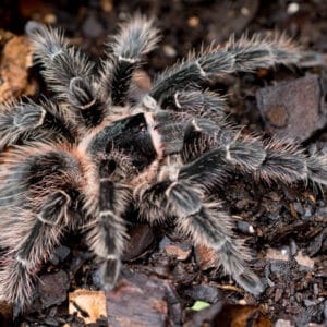 Lasiodora parahybana (Salmon Pink Birdeater)