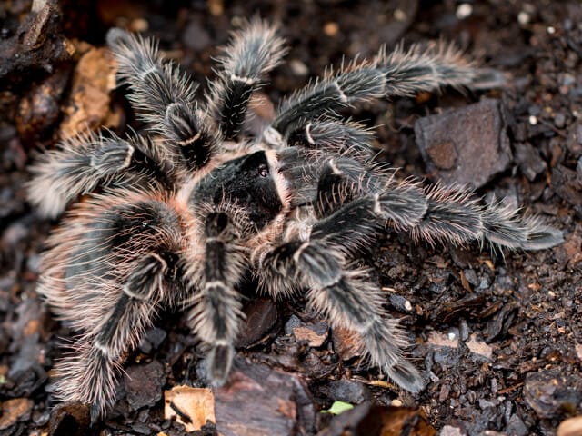 Lasiodora parahybana (Salmon Pink Birdeater)