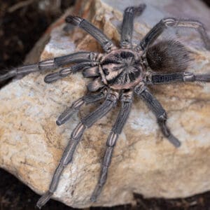 Lasiodorides polycuspylatus (Peruvian Blonde)