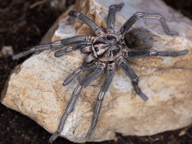 Lasiodorides polycuspylatus (Peruvian Blonde)