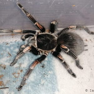 Lasiodorides striatus (Peruvian Orange Stripe)