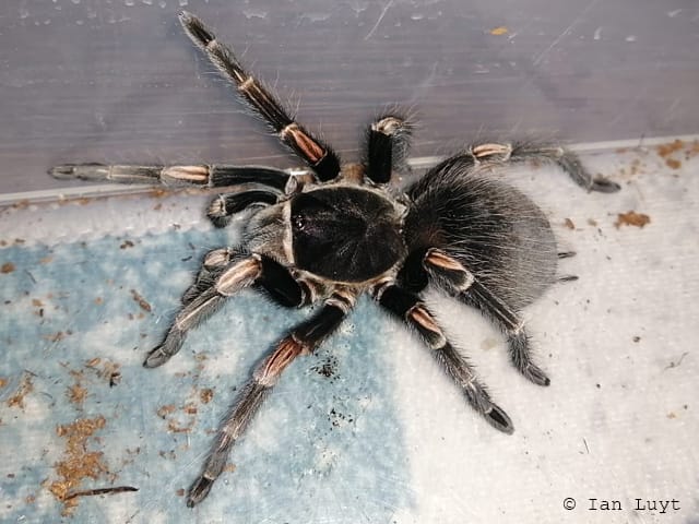 Lasiodorides striatus (Peruvian Orange Stripe)