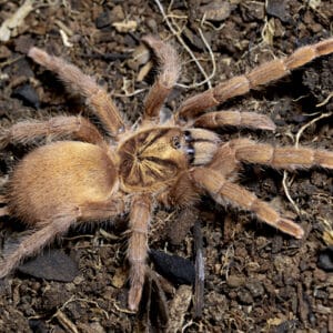 Neoholothele incei (Trinidad Olive Gold Form)