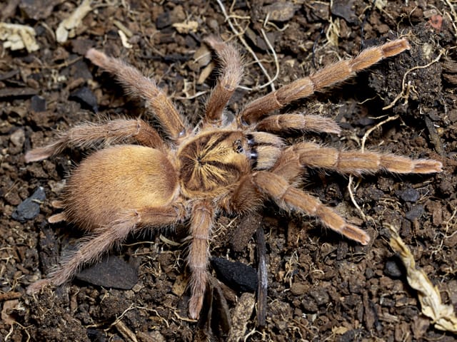 Neoholothele incei (Trinidad Olive Gold Form)