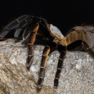 Ornithoctonus aureotibialis (Thai Golden Fringe)