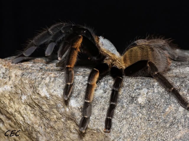 Ornithoctonus aureotibialis (Thai Golden Fringe)