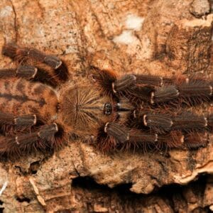 Phormingochilus sp Akcaya (Akcaya Earth Tiger)
