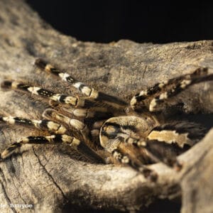 Poecilotheria ornata (Fringed Ornamental)