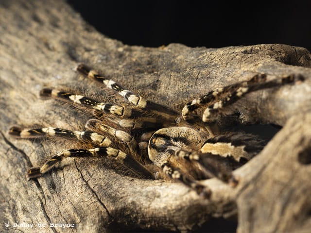 Poecilotheria ornata (Fringed Ornamental)