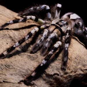 Poecilotheria regalis (Indian Ornamental)