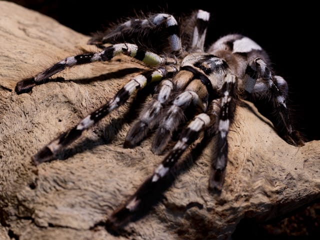Poecilotheria regalis (Indian Ornamental)