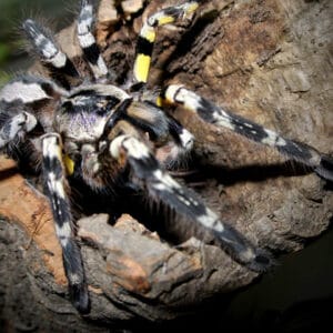 Poecilotheria striata (Mysore Ornamental)
