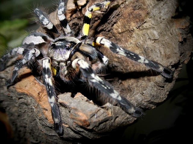 Poecilotheria striata (Mysore Ornamental)