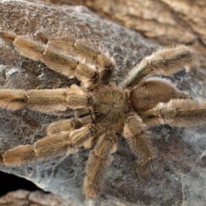 Psalmopoeus cambridgei (Trinidad Chevron)
