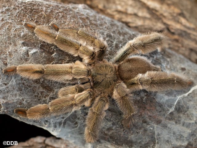 Psalmopoeus cambridgei (Trinidad Chevron)
