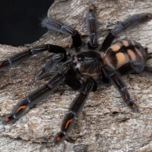 Psalmopoeus irminia (Suntiger)
