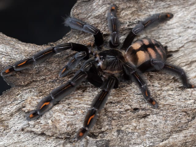 Psalmopoeus irminia (Suntiger)