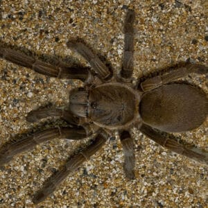 Selenocosmia crassipes (Australian Barking Spider)