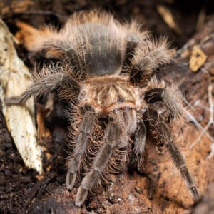 Tlitlocatl albopilosus (Curly Hair)