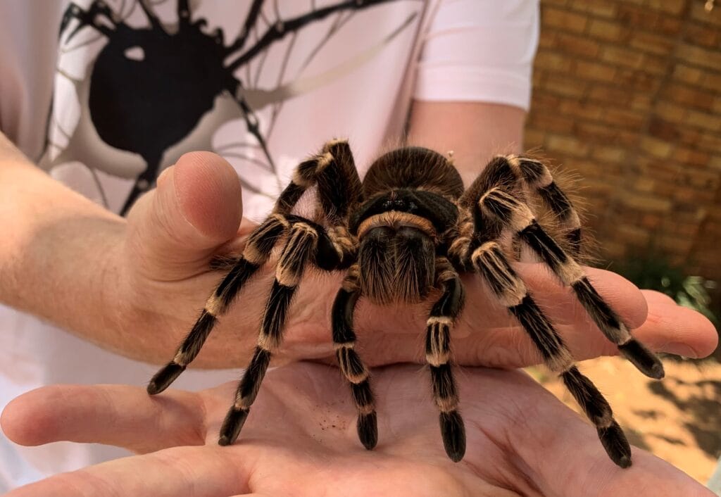 Acanthoscurria geniculata (Brazilian Giant White Knee)