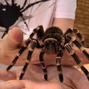Acanthoscurria geniculata (Brazilian Giant White Knee)