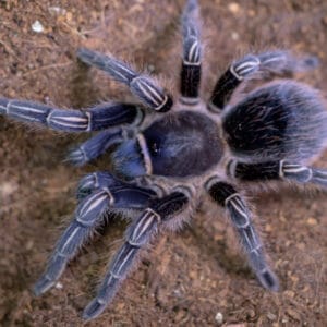 Aphonopelma seemanni (Costa Rican Zebra)