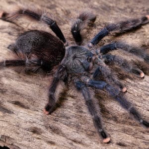 Avicularia avicularia (Guyana Pink Toe)