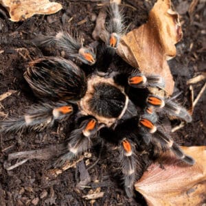 Brachypelma auratum (Mexican Flame Knee)