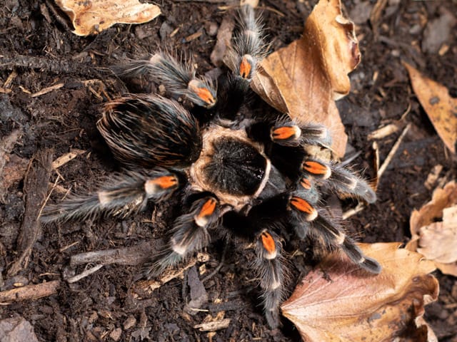 Brachypelma auratum (Mexican Flame Knee)