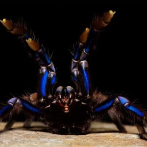 Chilobrachys natanicharum (Electric Blue)
