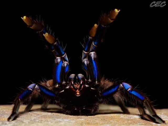 Chilobrachys natanicharum (Electric Blue)