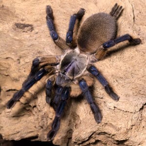 Monocentropus balfouri (Socotra Island Blue Baboon)