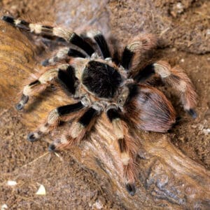 Nhandu coloratovillosus (Brazilian Black and White)