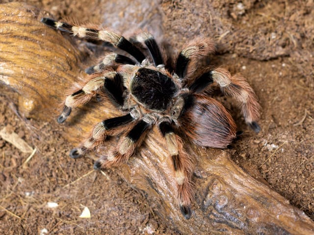 Nhandu coloratovillosus (Brazilian Black and White)