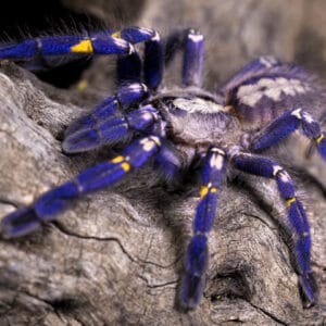 Poecilotheria metallica (Gooty Sapphire)