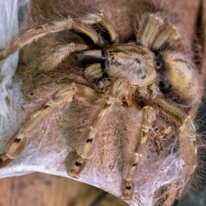 Stromatopelma calceatum (Featherleg Baboon)