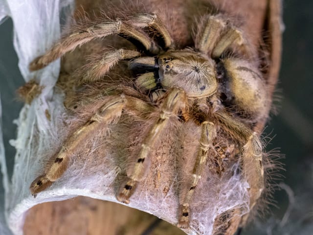 Stromatopelma calceatum (Featherleg Baboon)