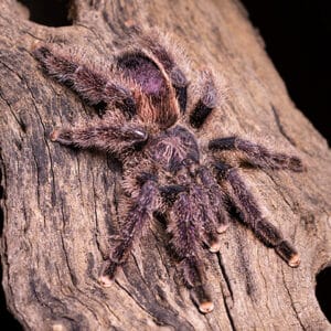 Avicularia juruensis (Peruvian/Yellow Banded Pinktoe)