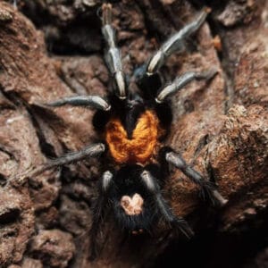 Cyriocosmus elegans (Trinidad Dwarf)